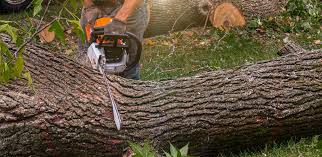 Best Stump Grinding and Removal  in Rainbow Lakes Estates, FL