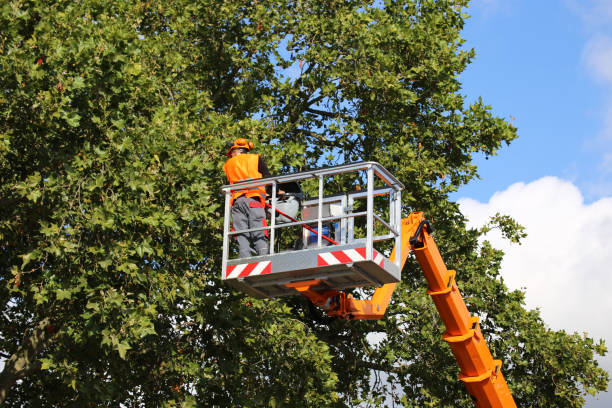 Best Commercial Tree Services  in Rainbow Lakes Estates, FL