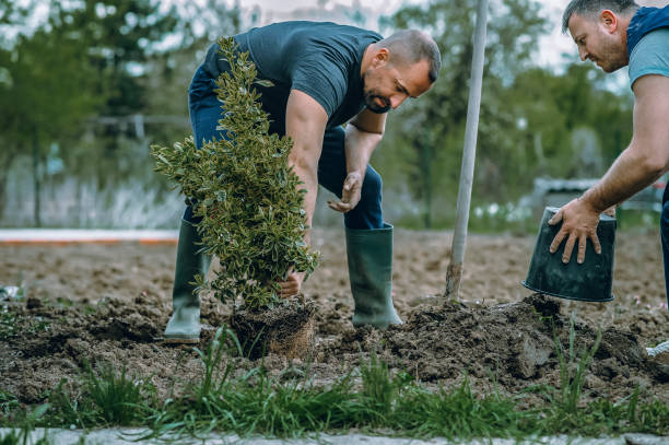 Best Hedge Trimming  in Rainbow Lakes Estates, FL