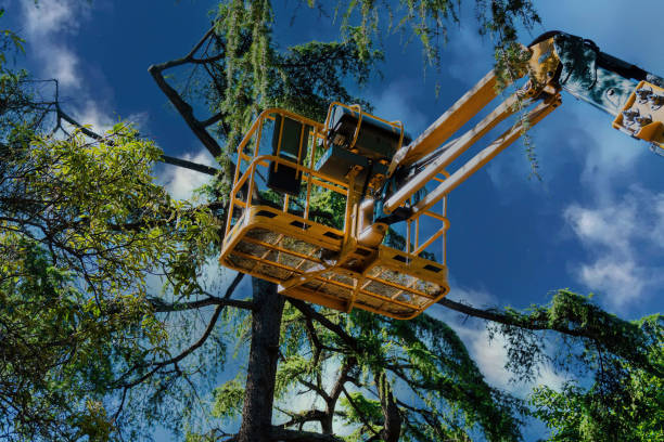 Best Tree Risk Assessment  in Rainbow Lakes Estates, FL