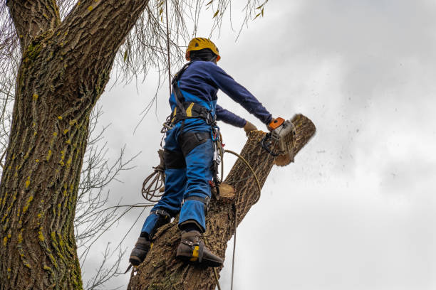 Best Tree Disease Treatment  in Rainbow Lakes Estates, FL