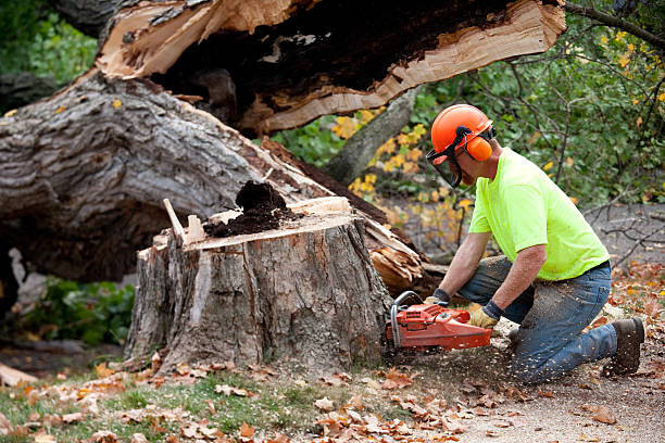 Best Firewood Processing and Delivery  in Rainbow Lakes Estates, FL