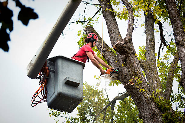 Best Emergency Tree Removal  in Rainbow Lakes Estates, FL