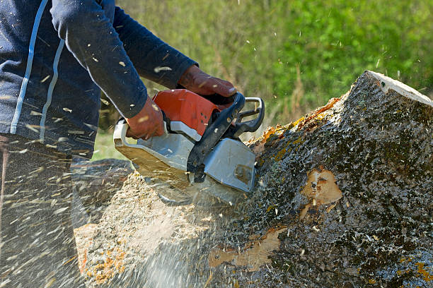 Best Fruit Tree Pruning  in Rainbow Lakes Estates, FL