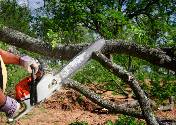 Best Utility Line Clearance  in Rainbow Lakes Estates, FL